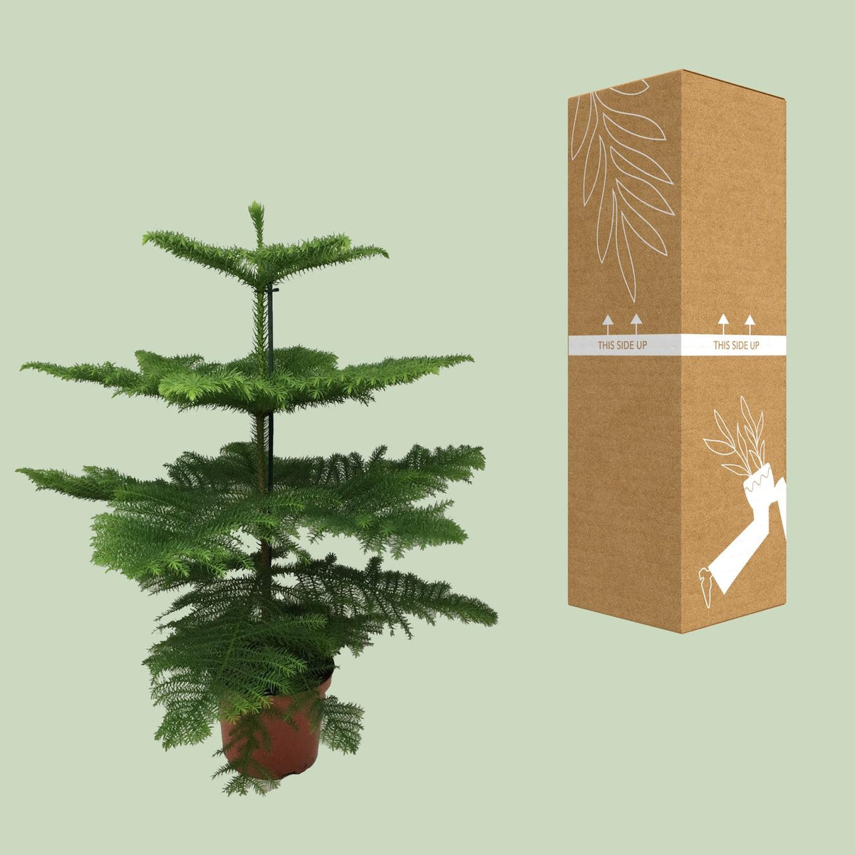 Detailfoto van Kamerden Araucaria heterophylla, stekelige takken, 70 cm