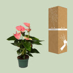 Detailfoto van Anthurium Sweet Dream