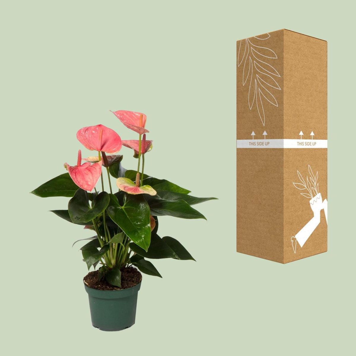 Detailfoto van Anthurium Sweet Dream