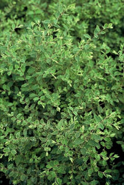 Symphoricarpos ch. &