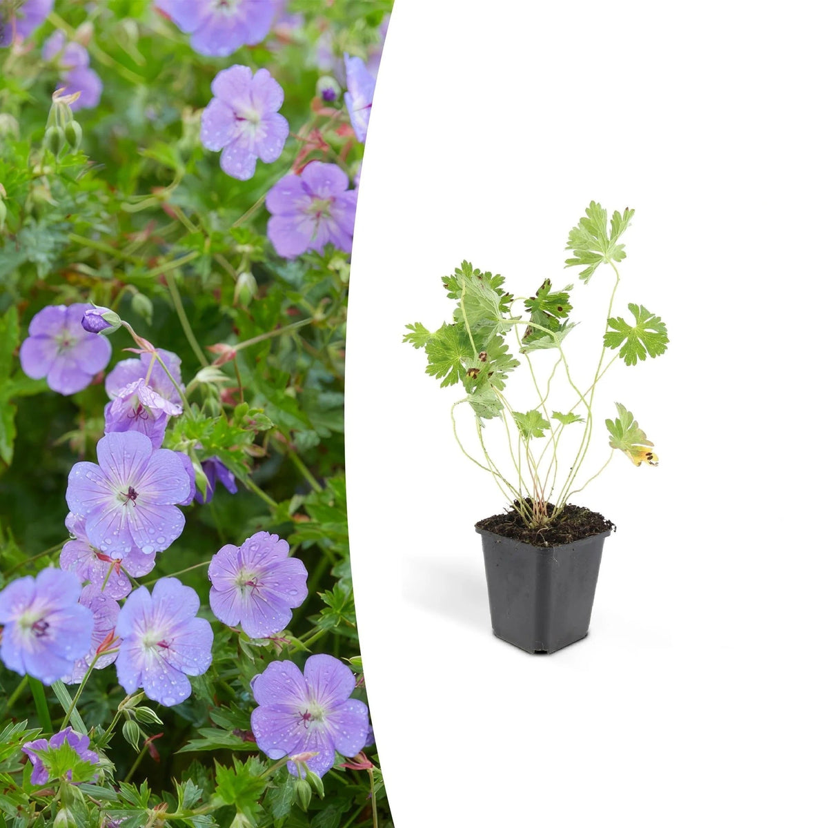 Geranium Rozanne, plant in pot