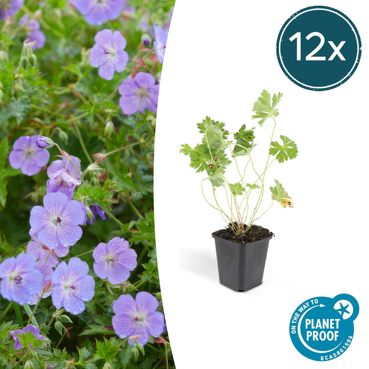 Geranium Rozanne