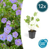 Geranium Rozanne