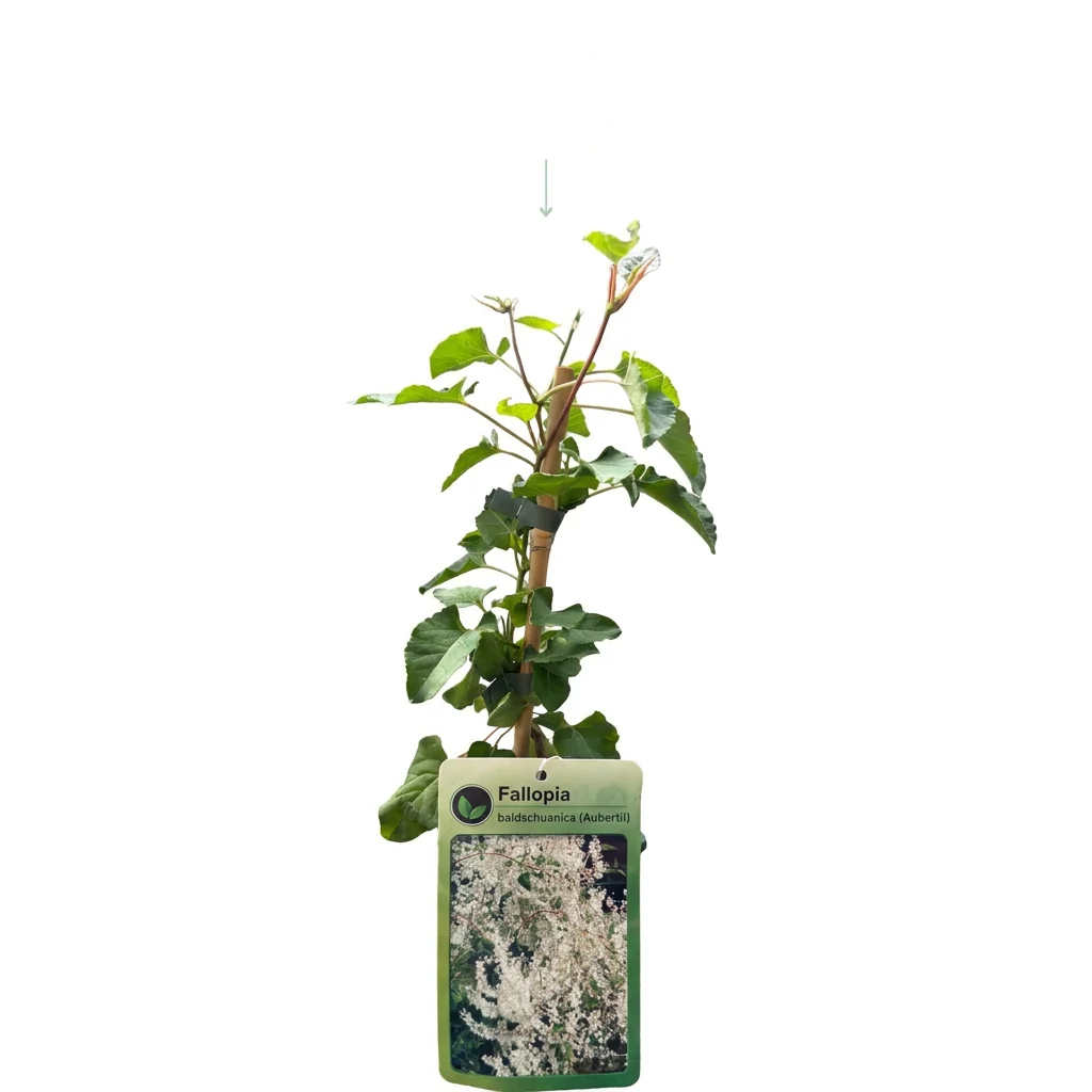 Fallopia aubertii - bruidssluier, detail van het blad
