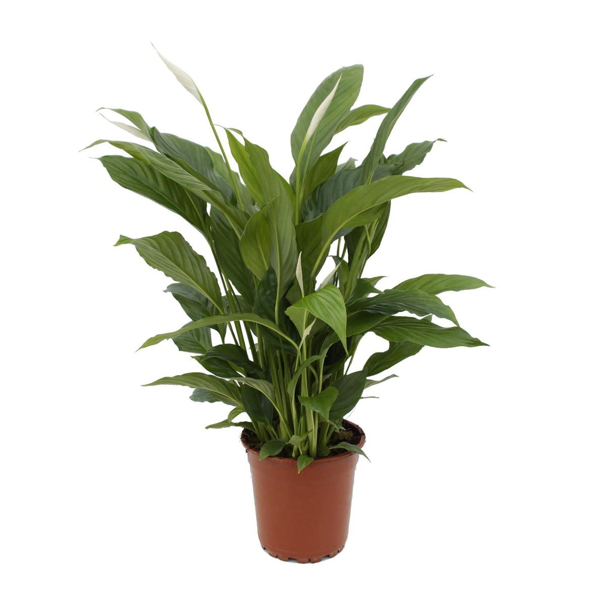Detailfoto van Spathiphyllum Torelli