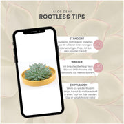 ROOTLESS Succulent Echeveria Pulidonis in schaal &