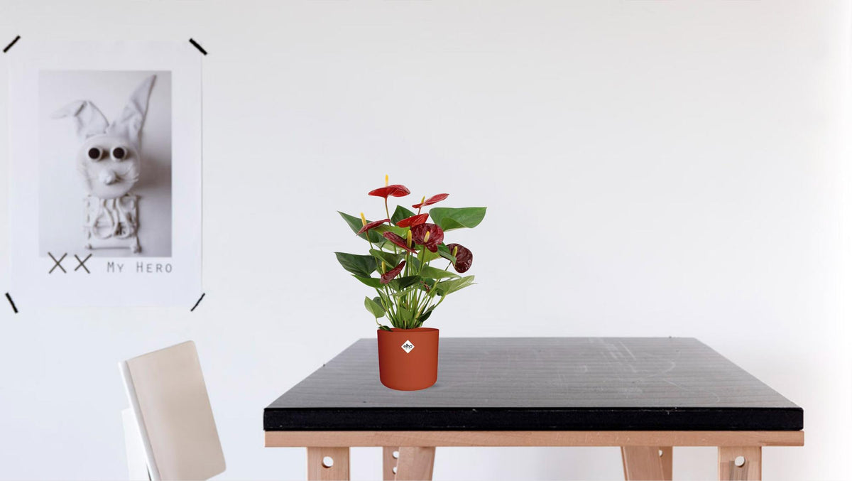 Productfoto van Anthurium Calon In Transparant Sleeve