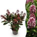 Skimmia japonica Rubella, detail van het blad