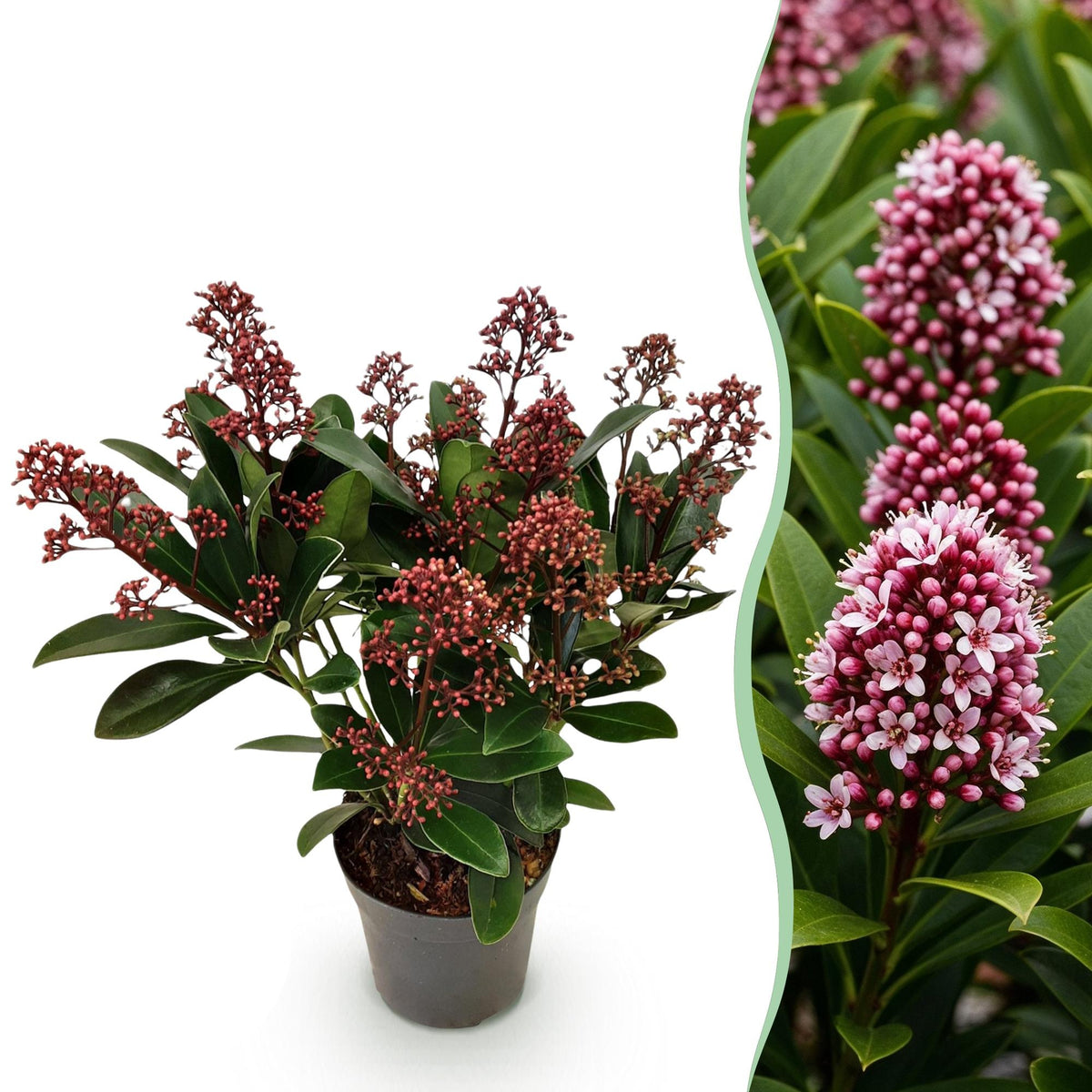 Skimmia japonica Rubella, detail van het blad