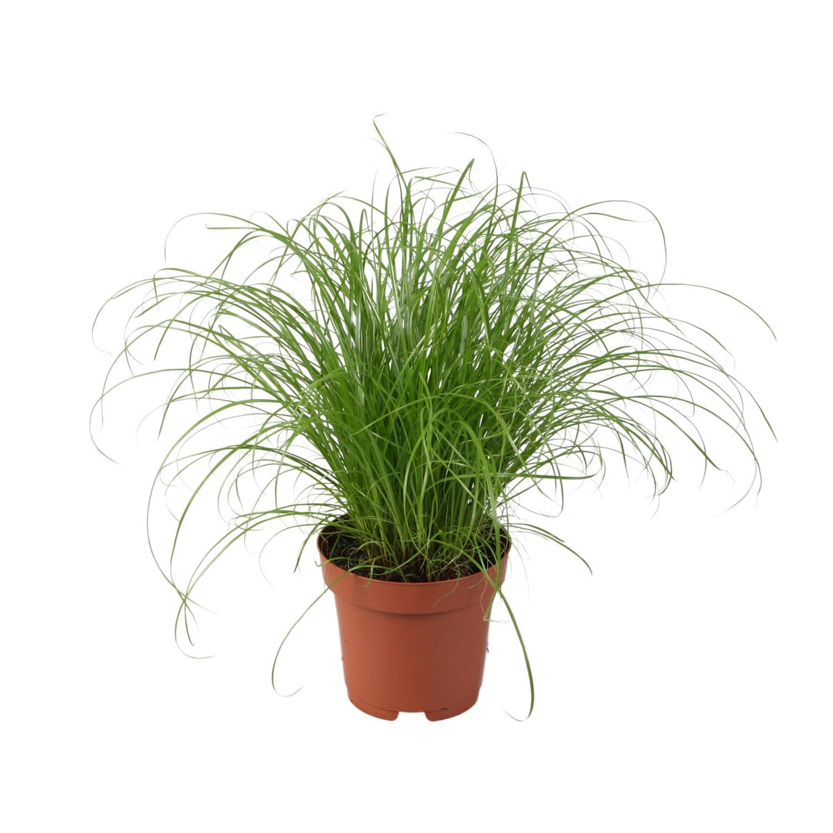 Productfoto van Cyperus Alternifolius Zumula