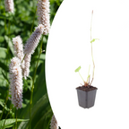 Persicaria bistorta 'Superba', plant in pot