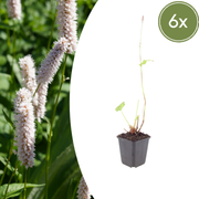 Persicaria bistorta &
