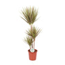 Dracaena Bicolor