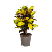 Codiaeum &