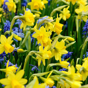 Miniatuurnarcis &