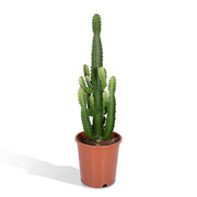 Euphorbia acrurensis, kandelaarvormige stengels, 60 cm hoog