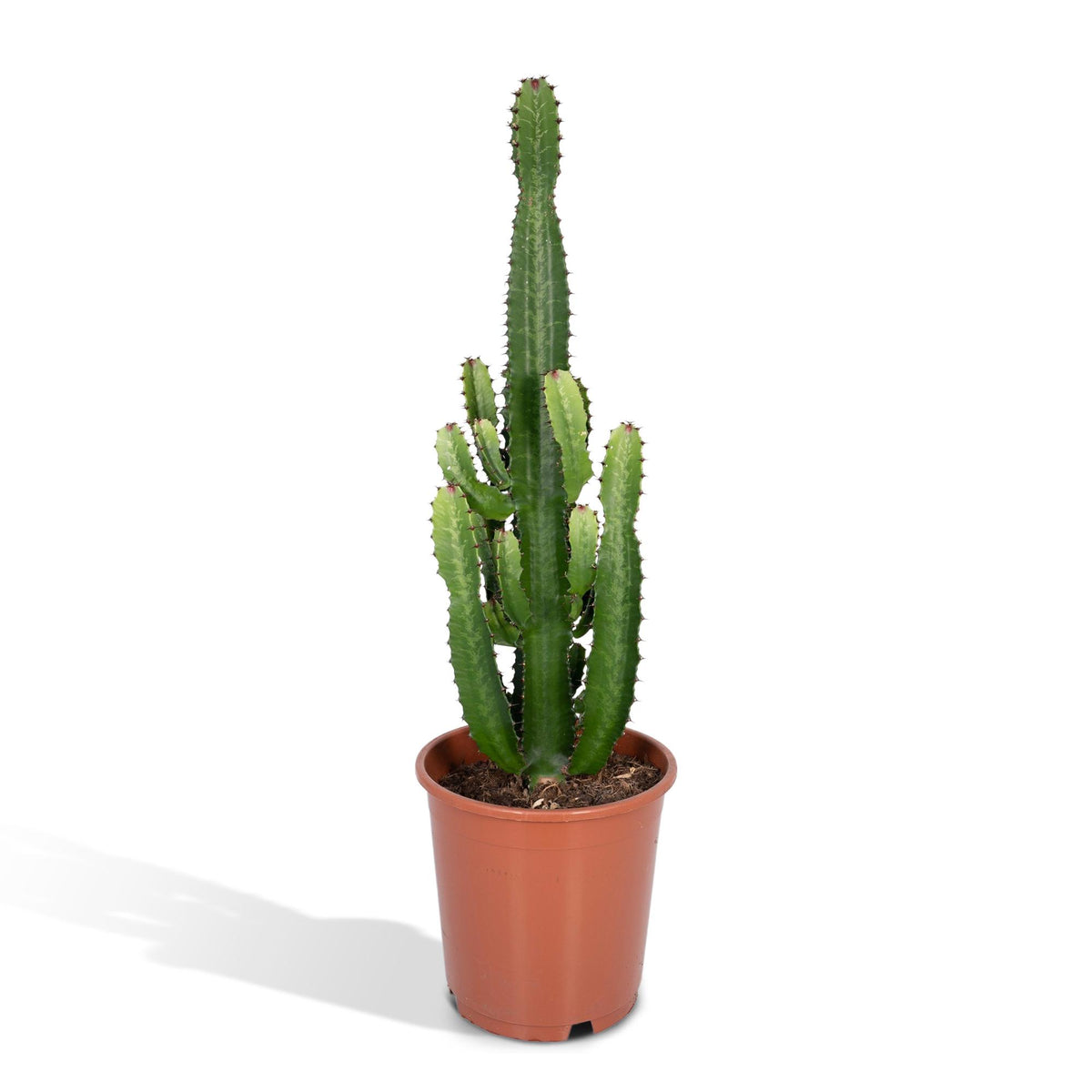 Detailfoto van Euphorbia acrurensis, kandelaarvormige stengels, 60 cm hoog