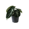 Alocasia 'Ninja' - zwarte olifantsoor - babyplant Ø6 cm