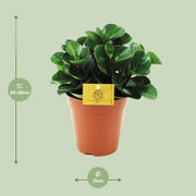 Peperomia Burning Bush