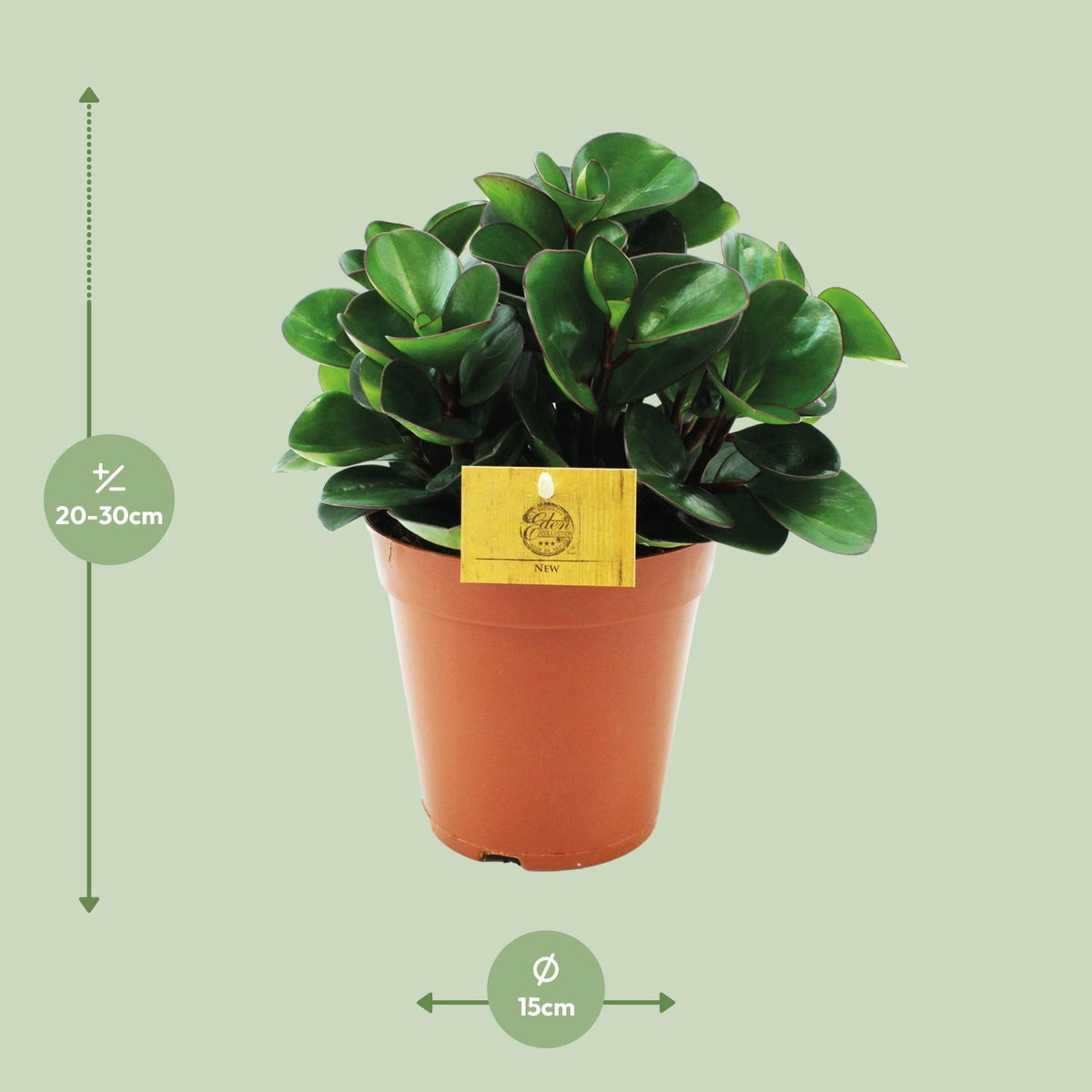 Detailfoto van Peperomia Burning Bush