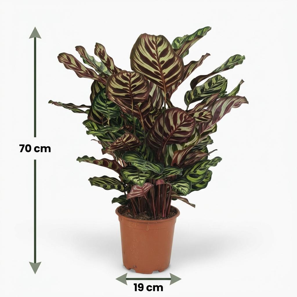 Pauwenplant (Calathea Makoyana), groeiwijze van de plant
