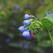 Symphytum grand. &
