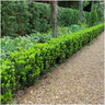 12x Euonymus 'Green Spire' 2x