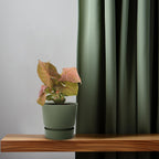 Productfoto van Syngonium Neon