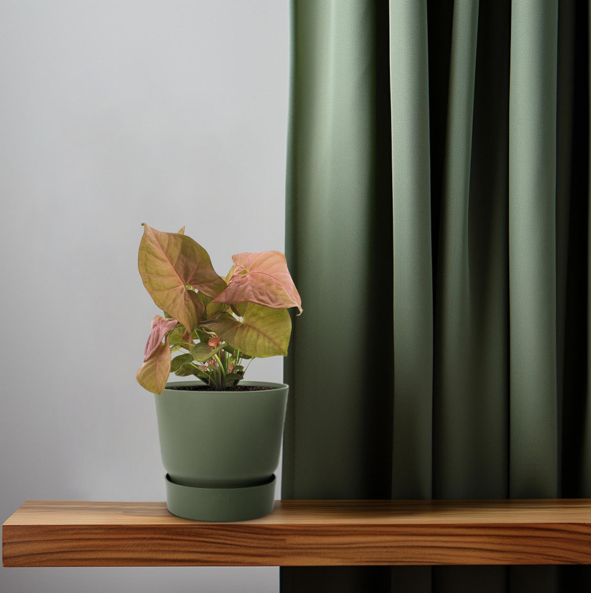 Productfoto van Syngonium Neon