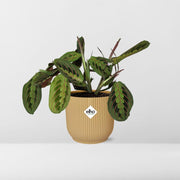 Maranta &