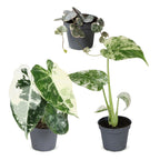 3x Baby Variegata Mix - Diversen - Tropisch - Ø6cm - ↕10-15cm, detail van het blad
