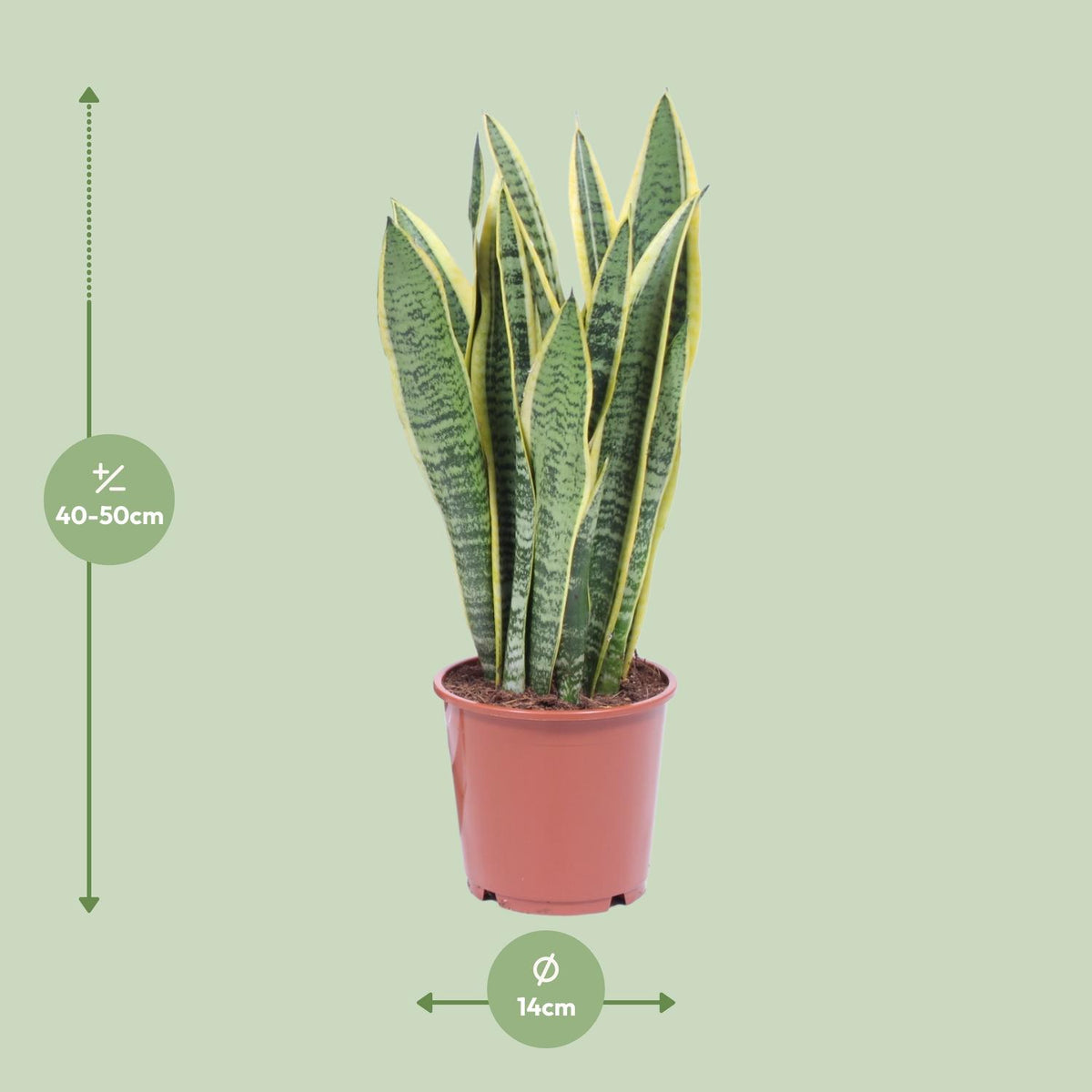 Detailfoto van Sansevieria Trifasciata Laurentii