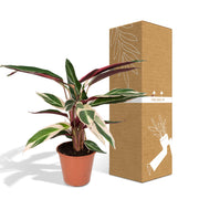 Calathea Triostar - Pauwenplant