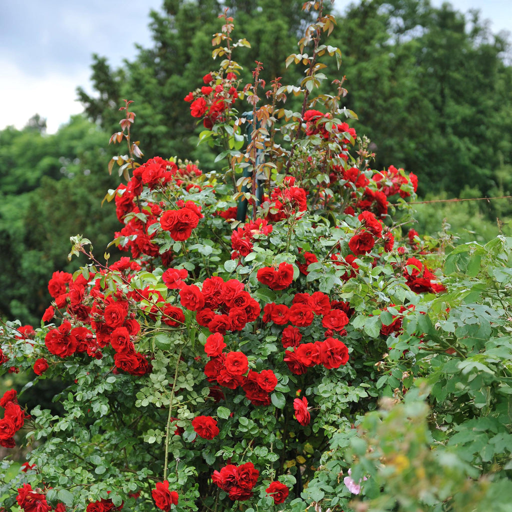Rosa Red Climber, plant in pot
