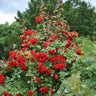 Rosa Red Climber