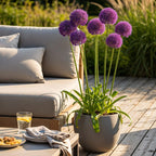 Allium Purple Rain, kenmerkend blad