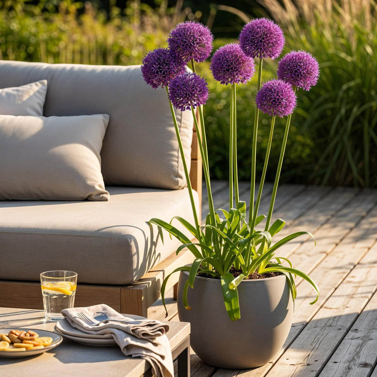 Allium Purple Rain, kenmerkend blad