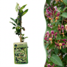 Lonicera henryi - groenblijvende kamperfoelie - set van 6 - Ø9 cm