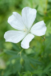Geranium sang. &