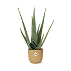 Detailfoto van Aloe Vera 12cm in ELHO Vibes Fold 14cm geel