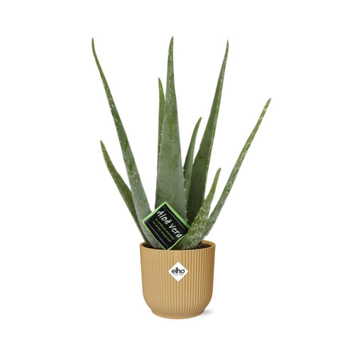 Detailfoto van Aloe Vera 12cm in ELHO Vibes Fold 14cm geel