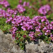 Thymus praecox &