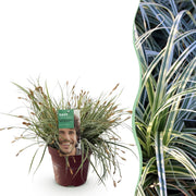 Carex oshimensis Everest - Wit en Groen