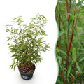 Fargesia scabrida Asian Wonder, niet-woekerende bamboe, plant in pot