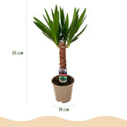 Yucca elephantipes, 55 cm hoog, sterke plant