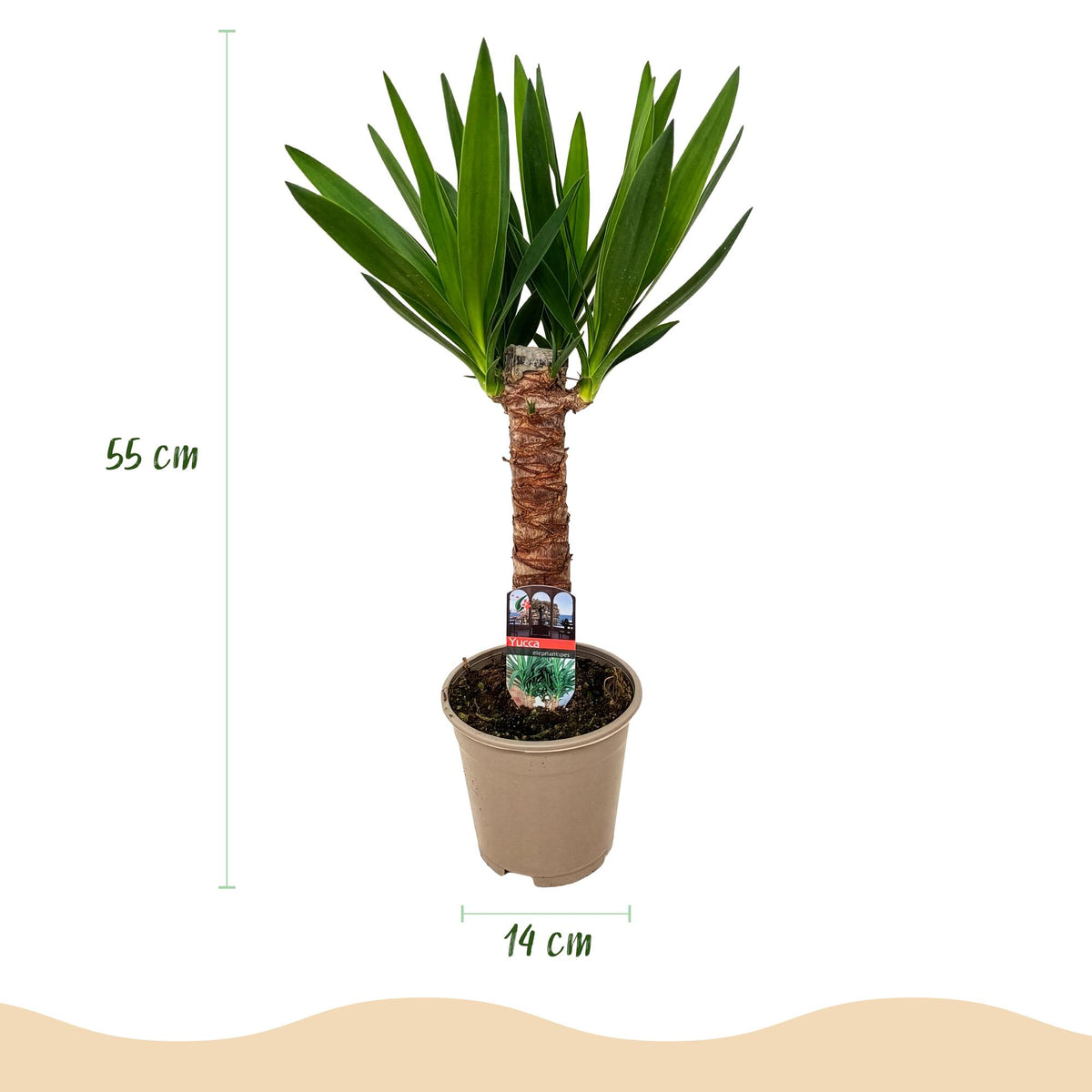 Yucca elephantipes, 55 cm hoog, sterke plant
