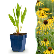 Echinacea paradoxa - Zonnehoed - Geel - 12 Planten