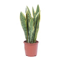 Productfoto van Sansevieria Trifasciata Laurentii
