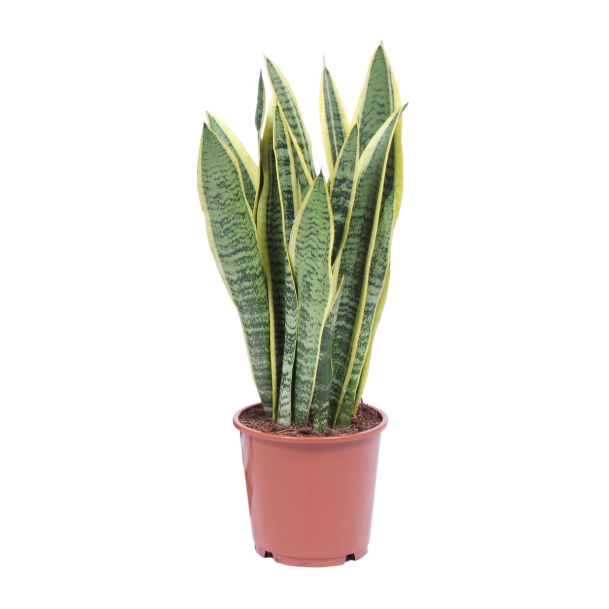 Productfoto van Sansevieria Trifasciata Laurentii