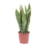 Sansevieria Trifasciata Laurentii